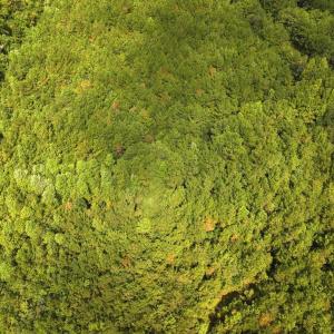 Photo #42 of Off Doc Brown Road, Rose Hill, NC 118.0 acres