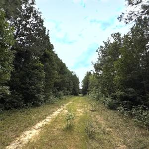Photo #54 of Off Doc Brown Road, Rose Hill, NC 118.0 acres
