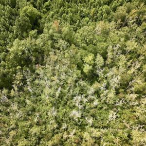 Photo #16 of 1004 No Bottom RD, Warrenton, NC 44.0 acres