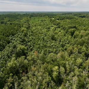 Photo #17 of 1004 No Bottom RD, Warrenton, NC 44.0 acres