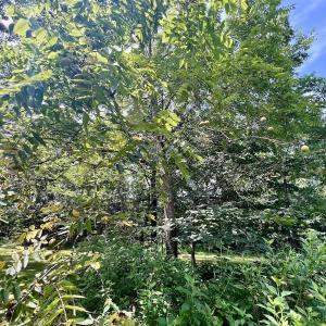 Photo #27 of 1004 No Bottom RD, Warrenton, NC 44.0 acres