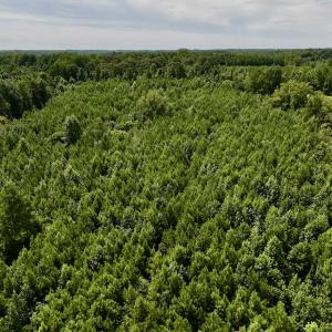 Photo #29 of 1004 No Bottom RD, Warrenton, NC 44.0 acres