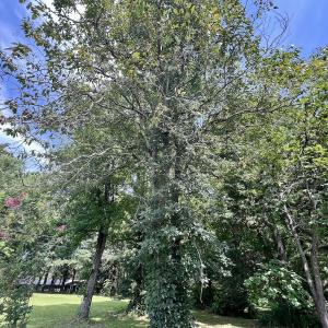 Photo #33 of 1004 No Bottom RD, Warrenton, NC 44.0 acres