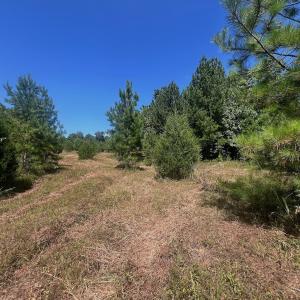 Photo #16 of Off Old Morganton Road, Rutherfordton, NC 44.7 acres