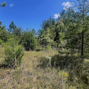 Photo #18 of Off Old Morganton Road, Rutherfordton, NC 44.7 acres