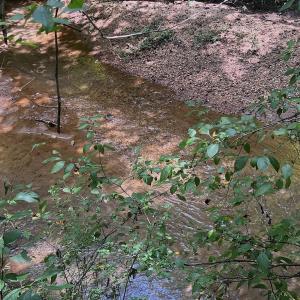 Photo #6 of Off Old Morganton Road, Rutherfordton, NC 44.7 acres