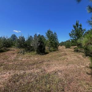 Photo #52 of Off Old Morganton Road, Rutherfordton, NC 44.7 acres