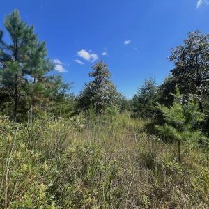 Photo #53 of Off Old Morganton Road, Rutherfordton, NC 44.7 acres
