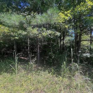 Photo #55 of Off Old Morganton Road, Rutherfordton, NC 44.7 acres
