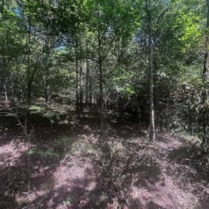 Photo #56 of Off Old Morganton Road, Rutherfordton, NC 44.7 acres