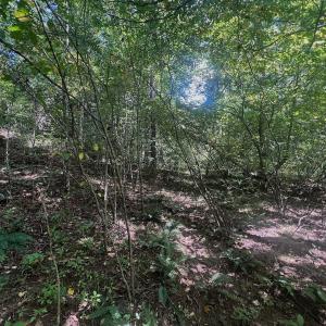 Photo #57 of Off Old Morganton Road, Rutherfordton, NC 44.7 acres