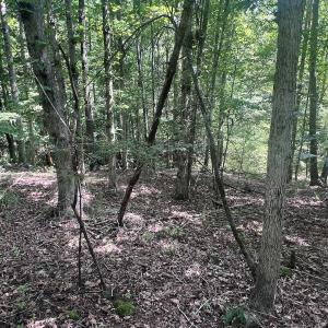 Photo #63 of Off Old Morganton Road, Rutherfordton, NC 44.7 acres