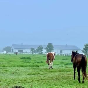 Photo #74 of 1924 Sanderson Road, Chesapeake, VA 50.9 acres