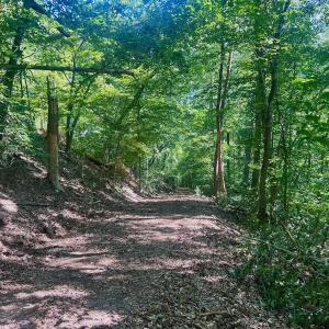 Photo #49 of Off Brights Road, Pittsville, VA 30.4 acres