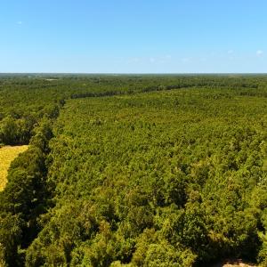 Photo #16 of Off Lagrange Rd, La Grange, NC 86.7 acres