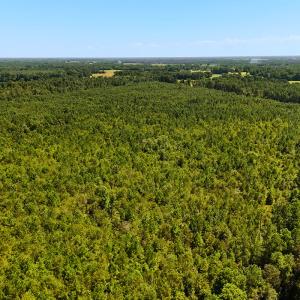 Photo #8 of Off Lagrange Rd, La Grange, NC 86.7 acres