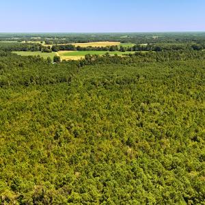 Photo #9 of Off Lagrange Rd, La Grange, NC 86.7 acres