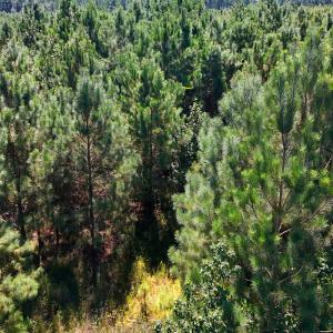 Photo #25 of Off Lagrange Rd, La Grange, NC 86.7 acres