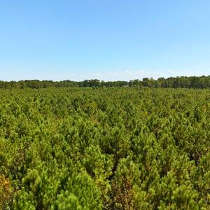 Photo #27 of Off Lagrange Rd, La Grange, NC 86.7 acres