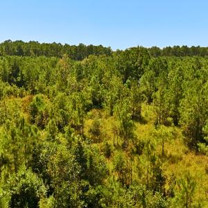 Photo #30 of Off Lagrange Rd, La Grange, NC 86.7 acres