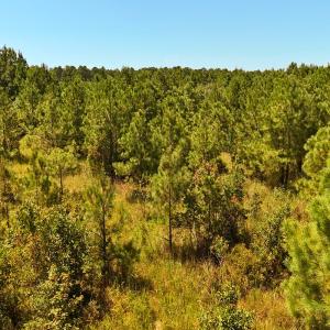 Photo #32 of Off Lagrange Rd, La Grange, NC 86.7 acres