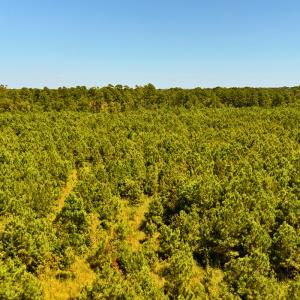 Photo #33 of Off Lagrange Rd, La Grange, NC 86.7 acres