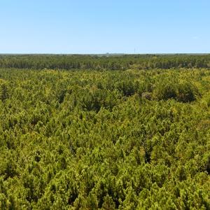 Photo #34 of Off Lagrange Rd, La Grange, NC 86.7 acres