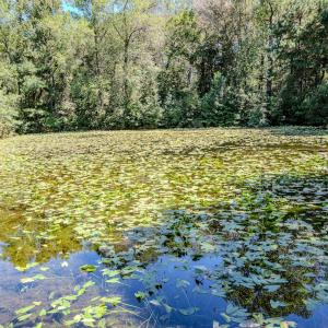 Photo #23 of 6724 Wimberly Rd., Willow Spring, NC 3.8 acres