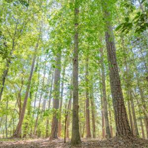 Photo #28 of 6724 Wimberly Rd., Willow Spring, NC 3.8 acres