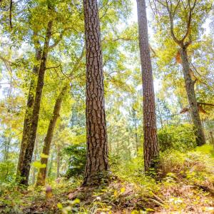 Photo #34 of 6724 Wimberly Rd., Willow Spring, NC 3.8 acres