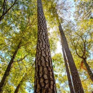 Photo #35 of 6724 Wimberly Rd., Willow Spring, NC 3.8 acres