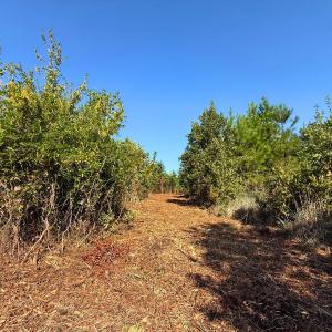 Photo #14 of Off Institute Road, Kinston, NC 35.0 acres