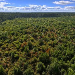 Photo #19 of Off Institute Road, Kinston, NC 35.0 acres