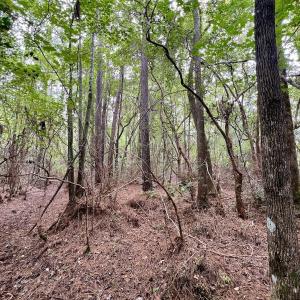 Photo #11 of Off  White Oak River Rd, Maysville, NC 41.0 acres