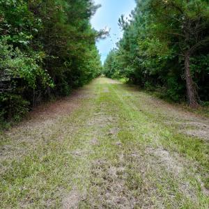 Photo #16 of Off  White Oak River Rd, Maysville, NC 41.0 acres