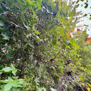 Photo #17 of Off  White Oak River Rd, Maysville, NC 41.0 acres