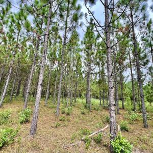 Photo #18 of Off  White Oak River Rd, Maysville, NC 41.0 acres