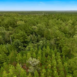 Photo #20 of Off  White Oak River Rd, Maysville, NC 41.0 acres