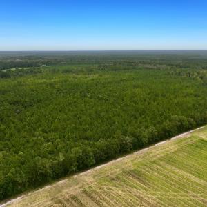 Photo #3 of Off  White Oak River Rd, Maysville, NC 41.0 acres