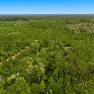 Photo #5 of Off  White Oak River Rd, Maysville, NC 41.0 acres