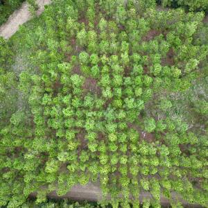 Photo #6 of Off  White Oak River Rd, Maysville, NC 41.0 acres