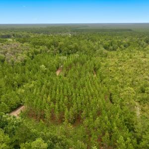 Photo #7 of Off  White Oak River Rd, Maysville, NC 41.0 acres