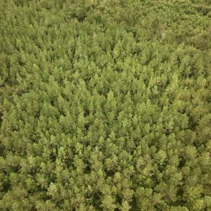Photo #8 of Off  White Oak River Rd, Maysville, NC 41.0 acres