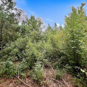 Photo #23 of Off  White Oak River Rd, Maysville, NC 41.0 acres