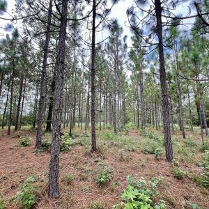 Photo #24 of Off  White Oak River Rd, Maysville, NC 41.0 acres