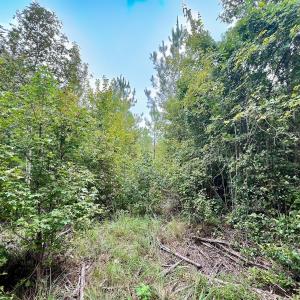 Photo #29 of Off  White Oak River Rd, Maysville, NC 41.0 acres