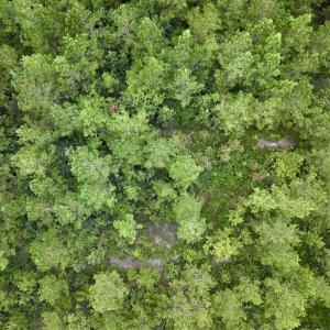 Photo #31 of Off  White Oak River Rd, Maysville, NC 41.0 acres