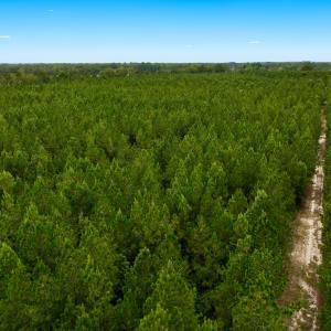 Photo #32 of Off  White Oak River Rd, Maysville, NC 41.0 acres