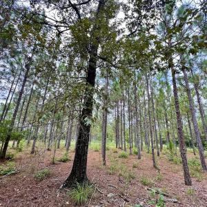 Photo #35 of Off  White Oak River Rd, Maysville, NC 41.0 acres