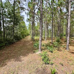 Photo #36 of Off  White Oak River Rd, Maysville, NC 41.0 acres